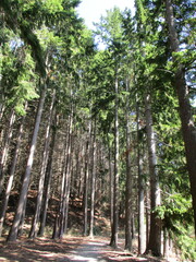 Pseudotsuga menziesii