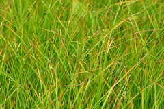 Carex brizoides