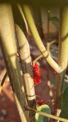 Probergrothius sanguinolens