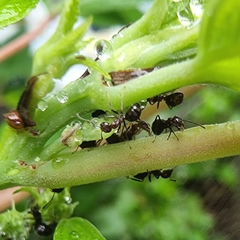 Dolichoderus thoracicus