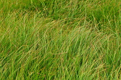 Carex brizoides