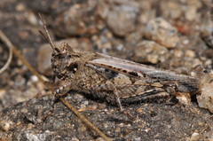 Acrotylus fischeri