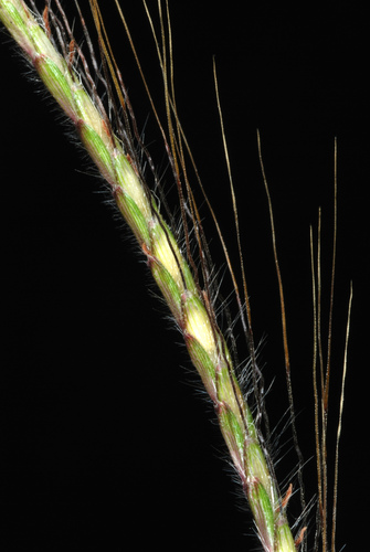 Dichanthium annulatum iNat (3)
