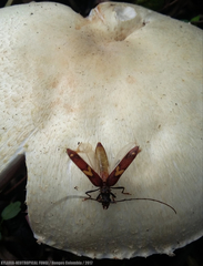 Eurysthea cribripennis