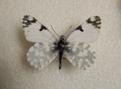 Euchloe ausonia
