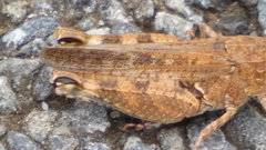 Calliptamus barbarus