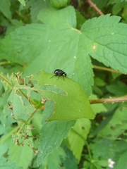 Compsapoderus erythrogaster