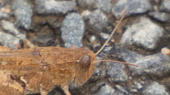 Calliptamus barbarus