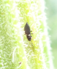 Sericothrips staphylinus