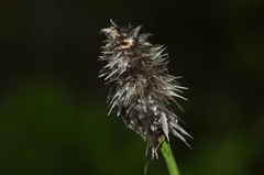 Eriophorum vaginatum