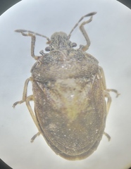 Podops inunctus