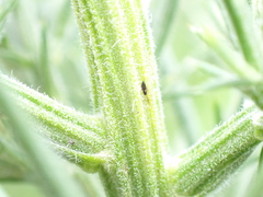 Sericothrips staphylinus