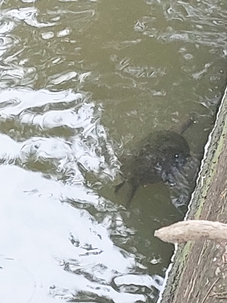 Macquarie Turtle from Canterbury NSW 2193, Australia on January 18 ...