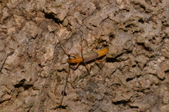 Tricheops epipphiger