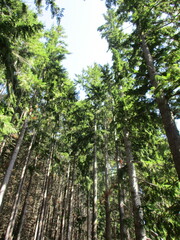 Pseudotsuga menziesii