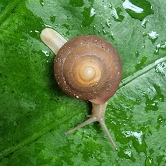 Quantula striata