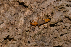 Tricheops epipphiger