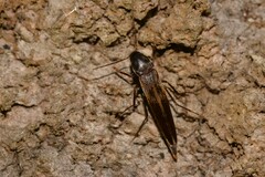 Melandryidae