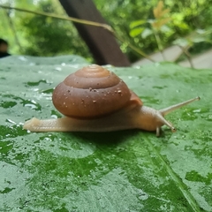 Quantula striata