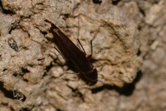 Melandryidae