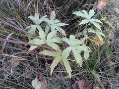 Anemonastrum dichotomum