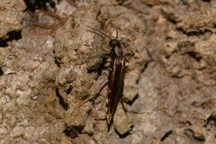 Melandryidae