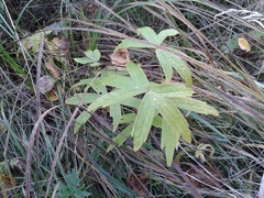 Anemonastrum dichotomum