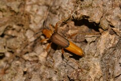 Tricheops epipphiger