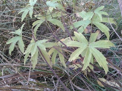 Anemonastrum dichotomum