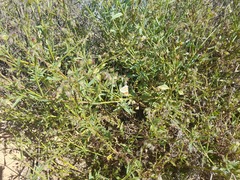 Colotis celimene pholoe