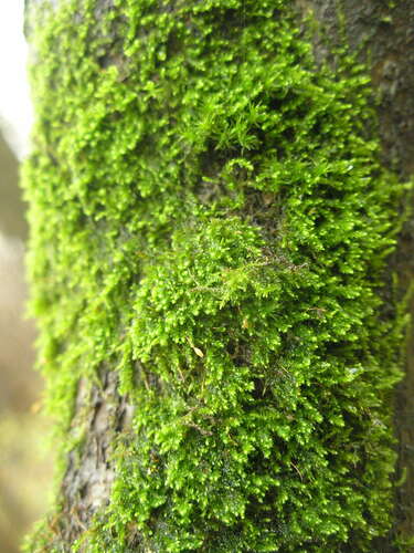 Flood-moss (Myrinia pulvinata)