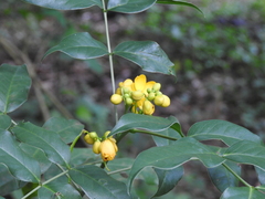 Senna araucarietorum