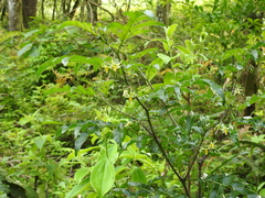 Solanum atropurpureum