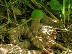 Gloydius intermedius