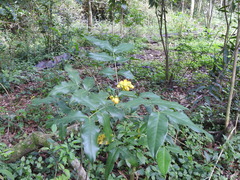 Senna araucarietorum