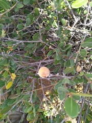 Ancylobothrys capensis