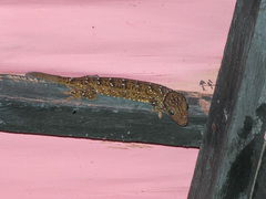 Gekko smithii