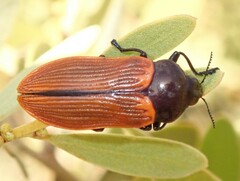 Castiarina rufipennis