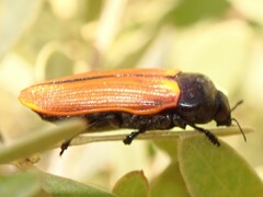 Castiarina rufipennis
