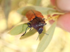 Castiarina rufipennis