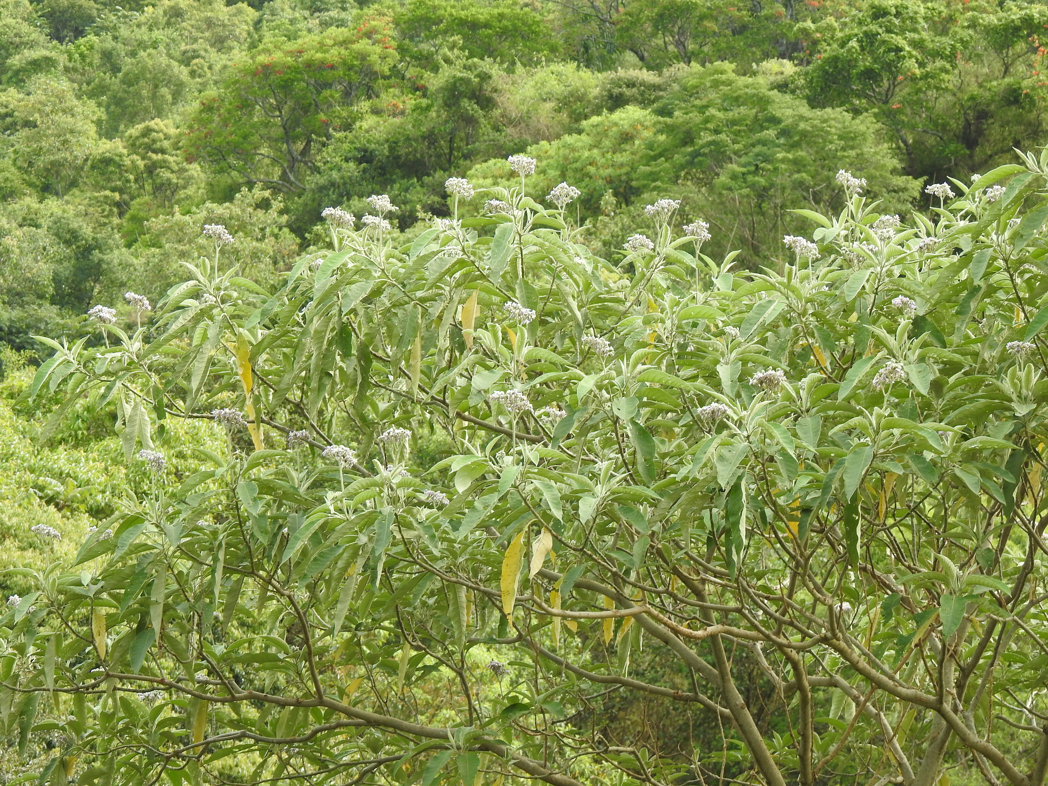 Solanum mauritianum