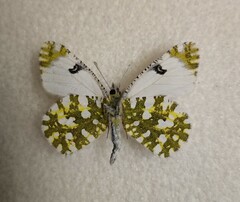 Euchloe ausonia