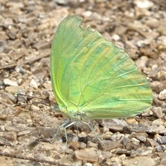 Aphrissa statira statira