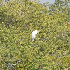 Ardea alba