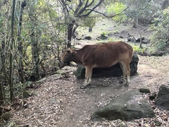 Bos