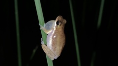Litoria fallax