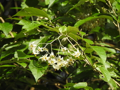 Solanum sanctaecatharinae