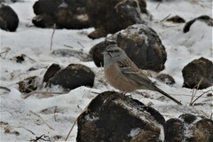 Emberiza godlewskii