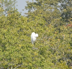 Ardea alba