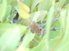 Junonia neildi